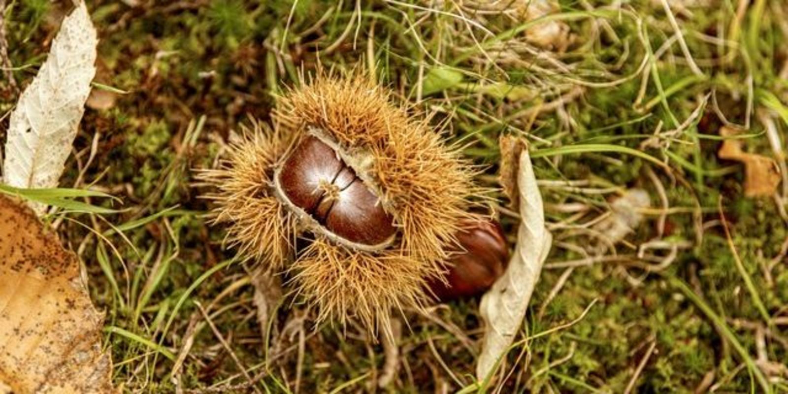 Les châtaignes font partie de l’automne au val Bregaglia